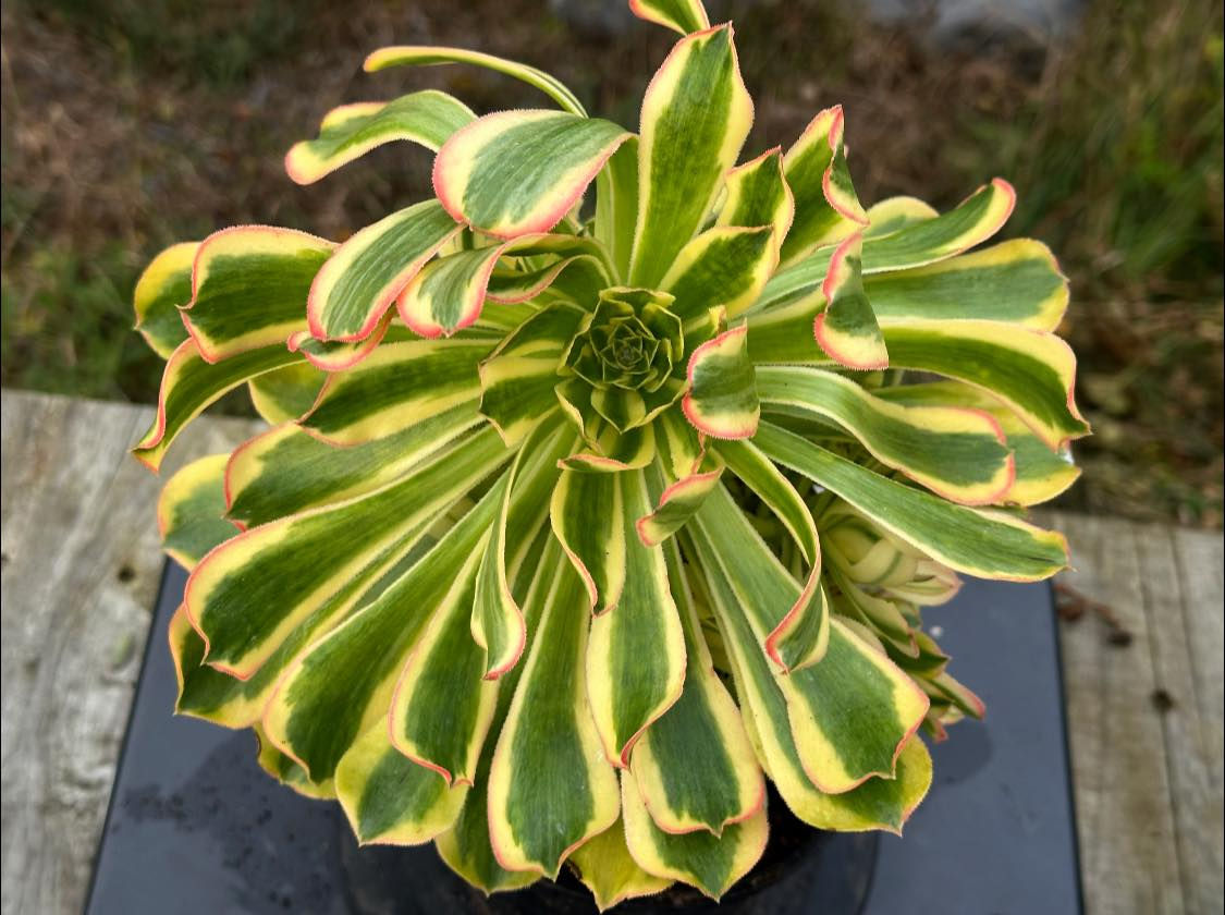 AEONIUM-UNIQUE 9-STARRY SKY VARIEGATED