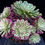 Thumbnail: 4 ON SALE-AEONIUM-UNIQUE 5-GREEN SCARLET VARIEGATED