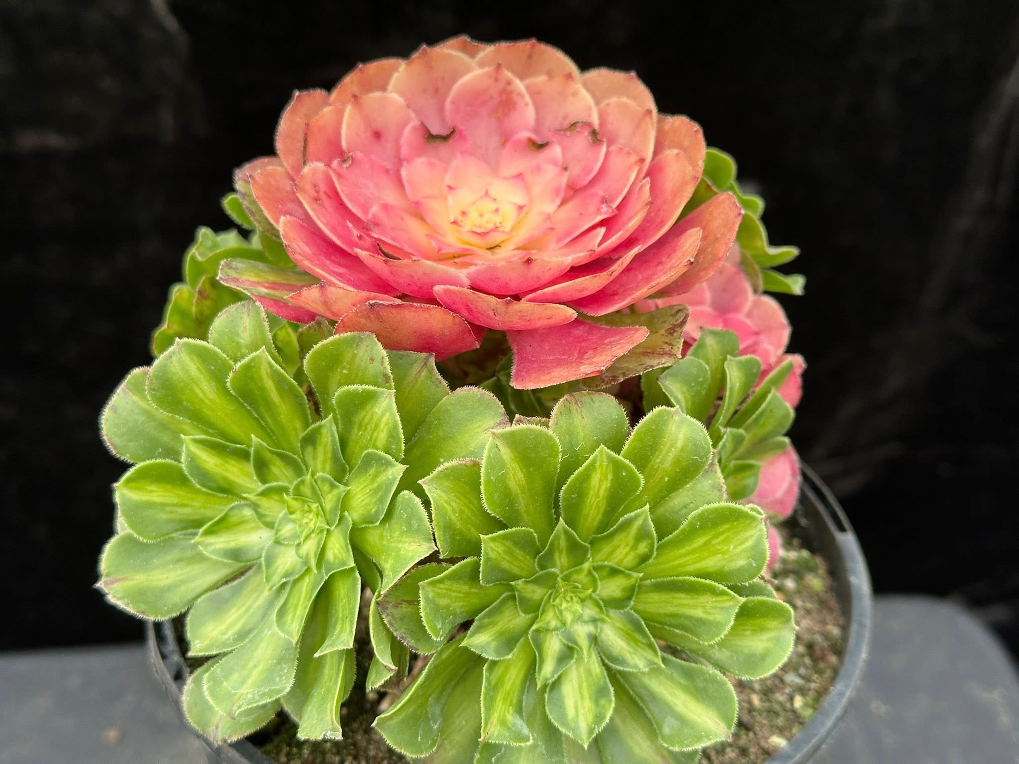 AEONIUM-UNIQUE 16-ZHIFOU VARIEGATED