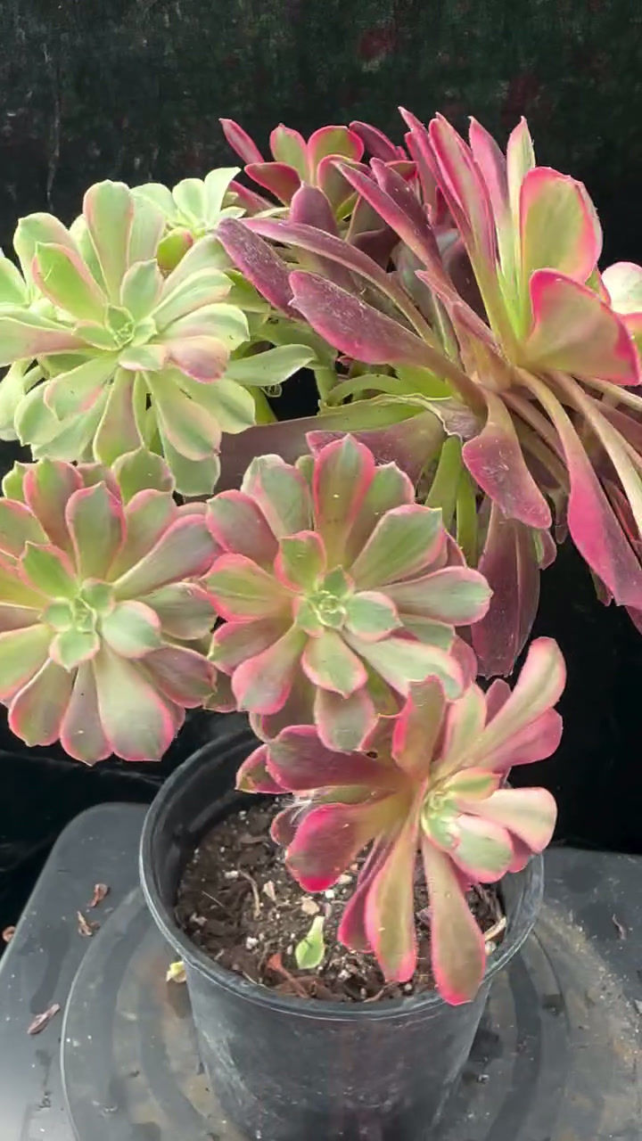 Thumbnail: 3 ON SALE-AEONIUM-UNIQUE 15-WEDDING DRESS VARIEGATED