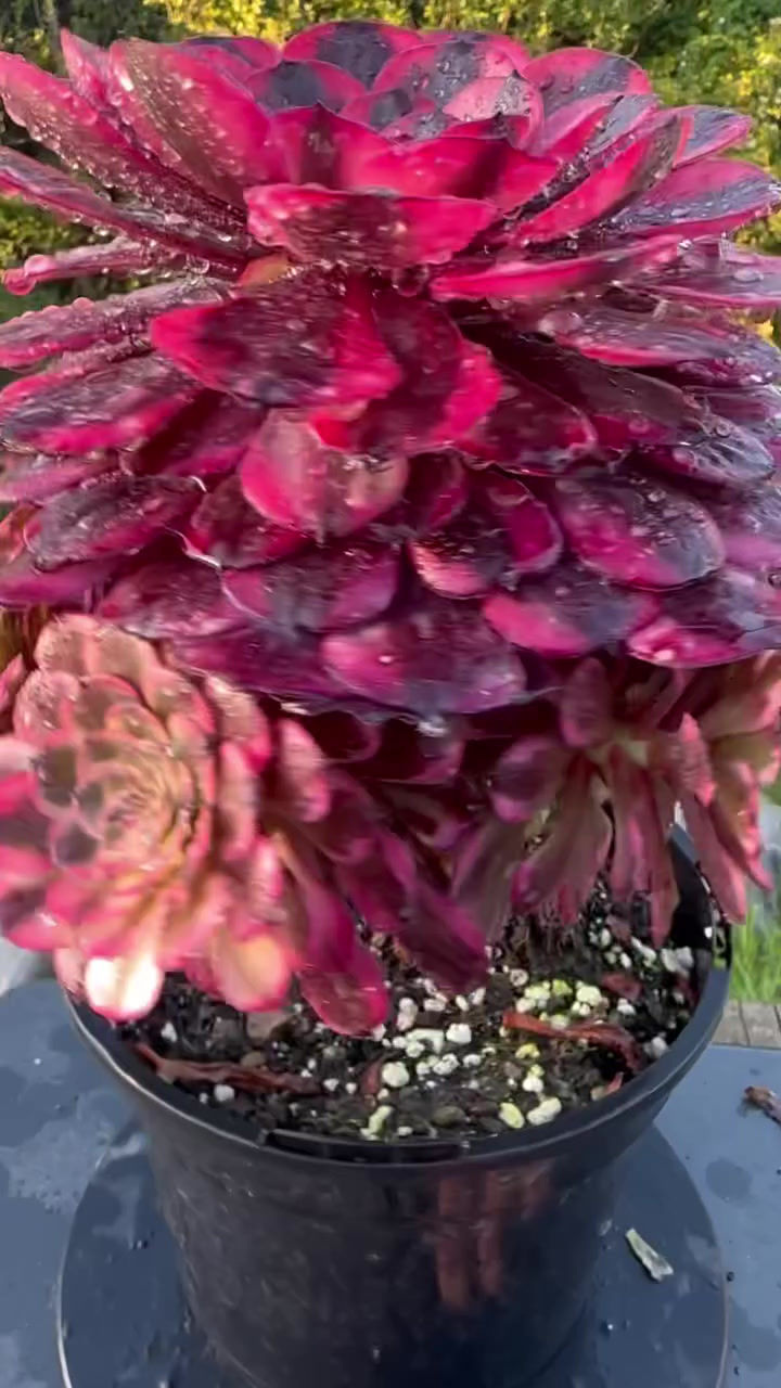 Thumbnail: AEONIUM-FIREWORKS (MELON TARO) VARIEGATED-M