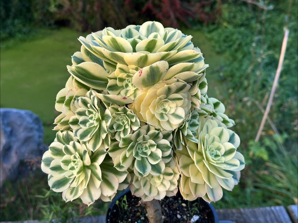 Thumbnail: AEONIUM-UNIQUE 15-MANBACH VARIEGATED