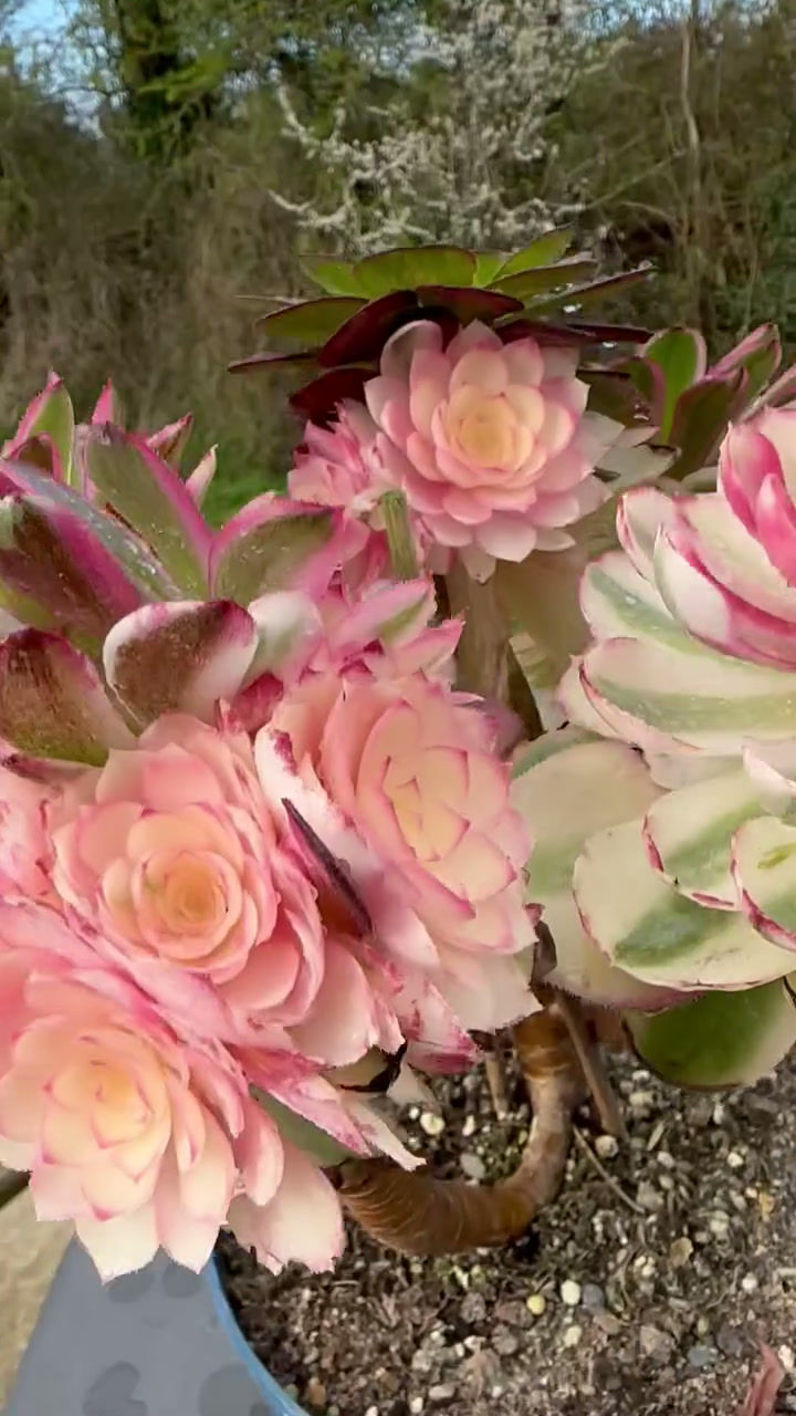 Thumbnail: AEONIUM-UNIQUE 62-QINGCHENG VARIEGATED