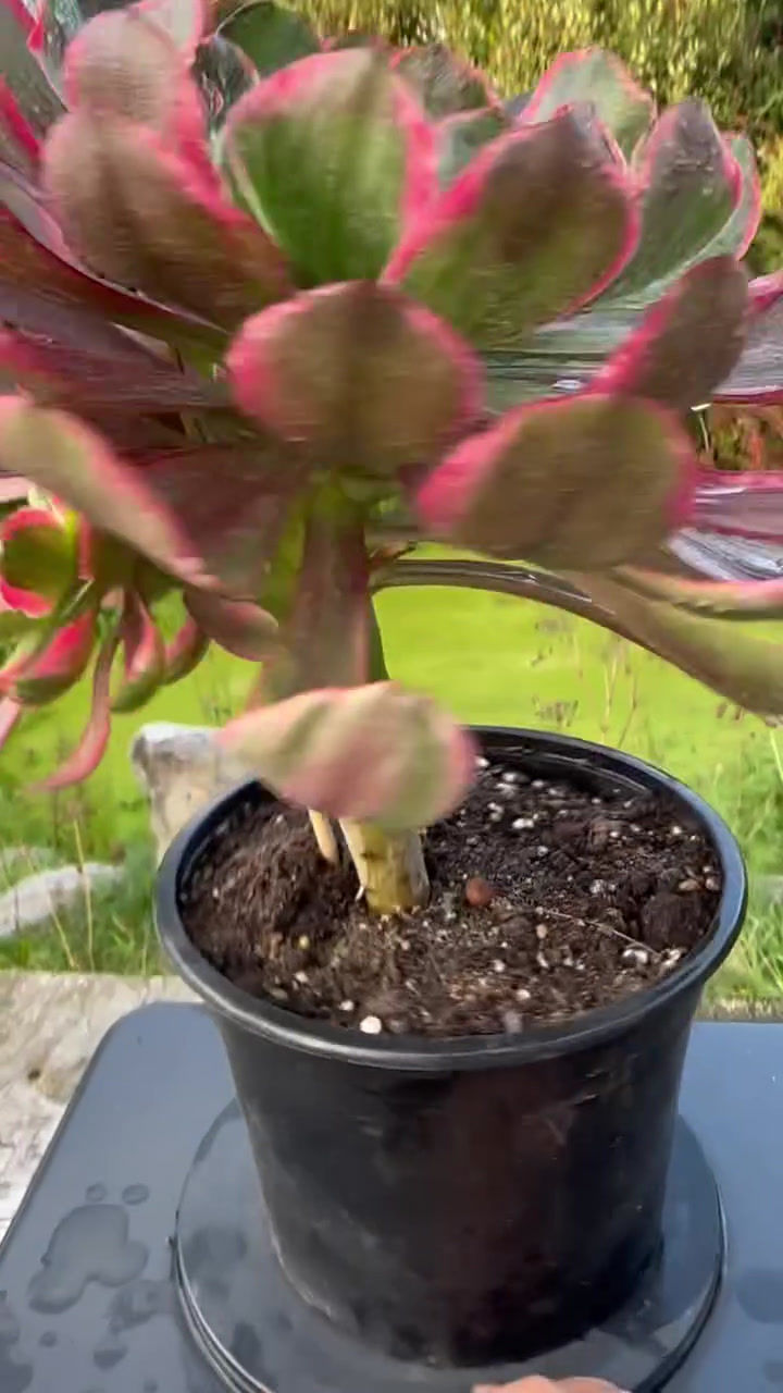 Thumbnail: AEONIUM-UNIQUE 7-DEVIL'S EYE (GRAY VOODOO) VARIEGATED