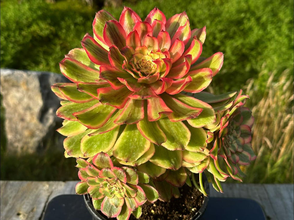 Thumbnail: AEONIUM-UNIQUE 7-CAESAR VARIEGATED