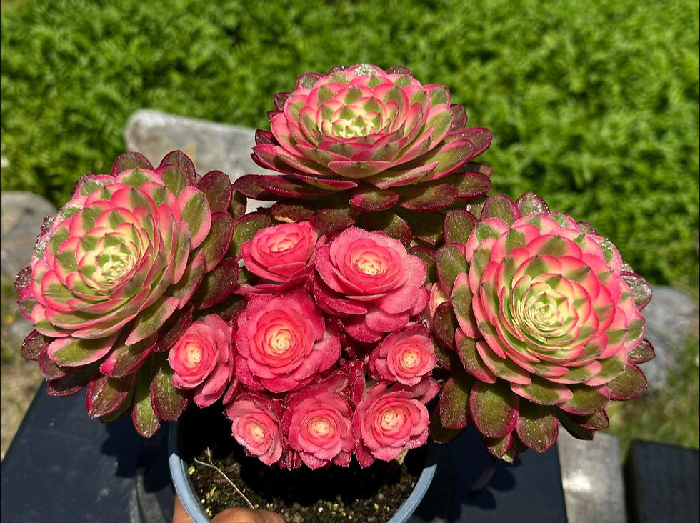 Thumbnail: AEONIUM-UNIQUE 37-QINGCHENG VARIEGATED