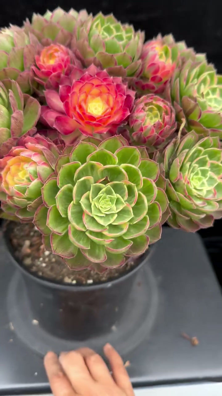 Thumbnail: 2 ON SALE-AEONIUM-UNIQUE 20-KALEIDOSCOPE  VARIEGATED
