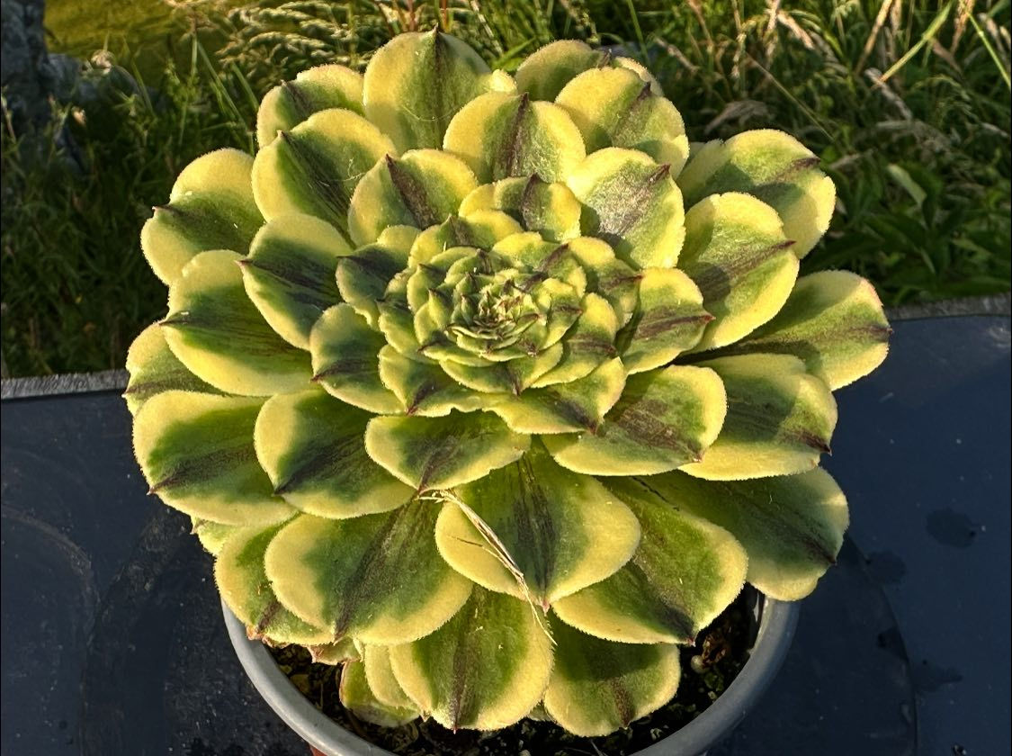 AEONIUM-GREEN APPLE VARIEGATED-B