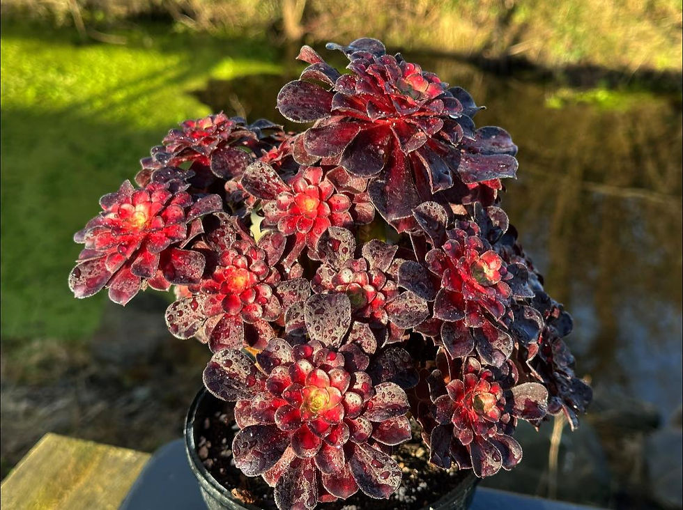 Thumbnail: UNIQUE 1-RED SUN VARIEGATED
