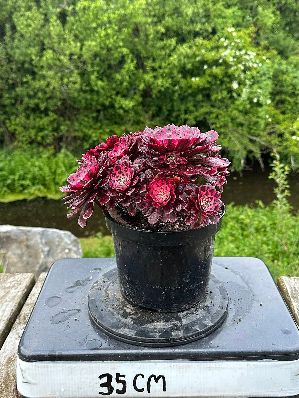 Thumbnail: AEONIUM-UNIQUE 15-RUBY VARIEGATED