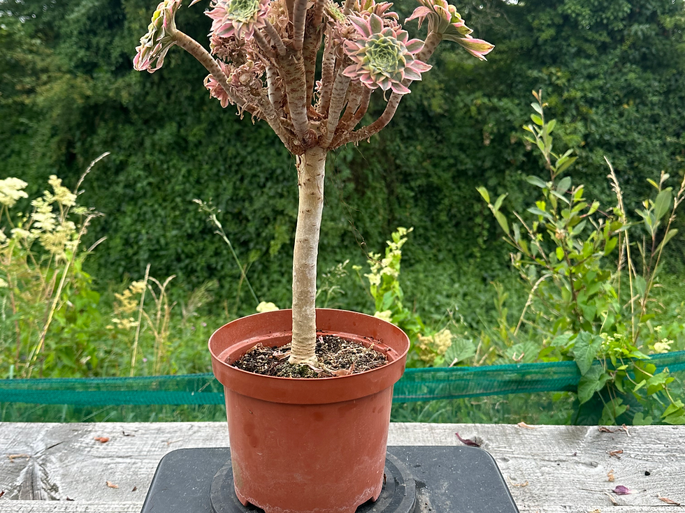 Thumbnail: 21 ON SALE-AEONIUM-UNIQUE 34-STARRY SKY VARIEGATED MOTHER PLANT