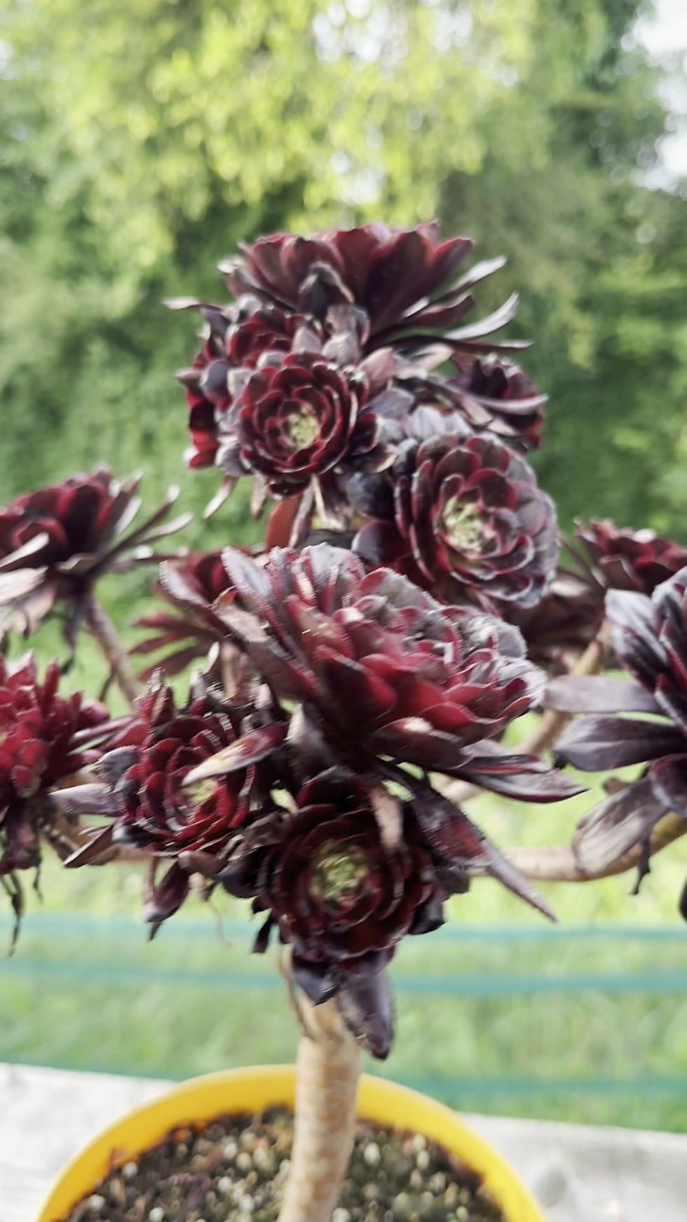 Thumbnail: AEONIUM-UNIQUE 8-RED RABBIT VARIEGATED