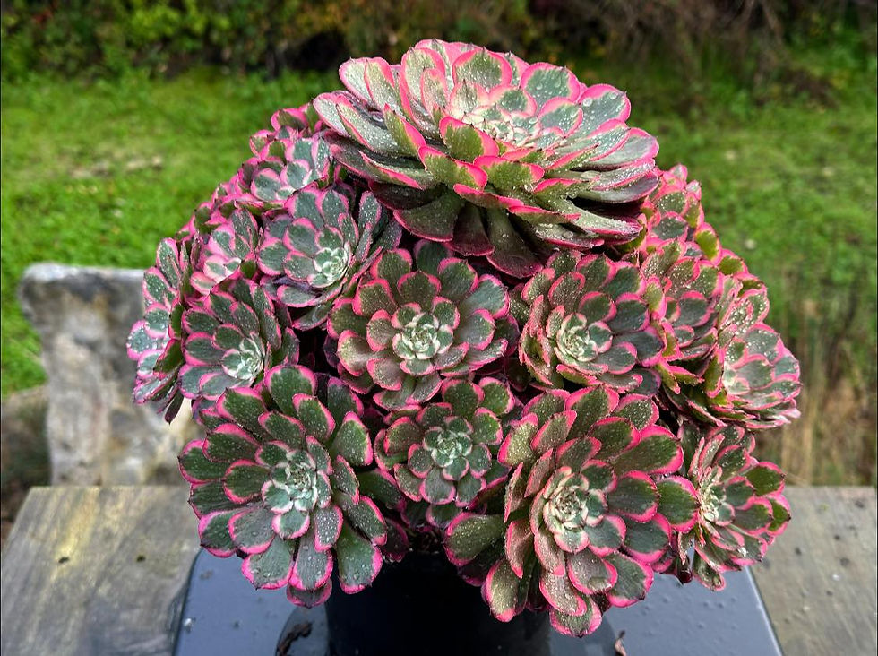 Thumbnail: AEONIUM-UNIQUE 4-PINK KINGKONG VARIEGATED