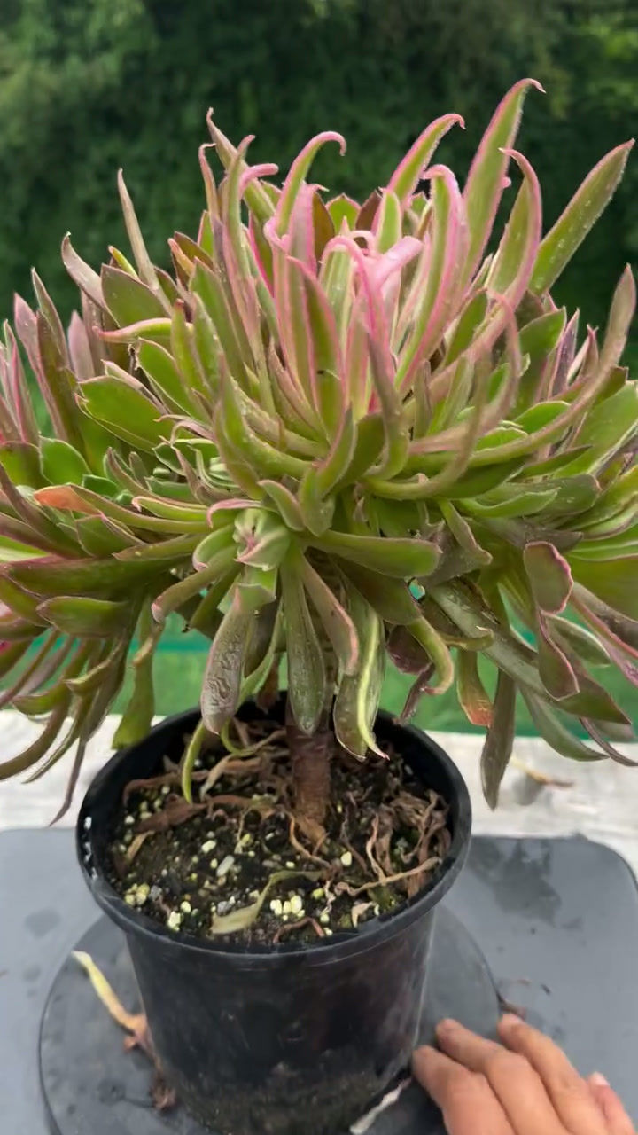 Thumbnail: AEONIUM-UNIQUE 14-LIGHT VARIEGATED