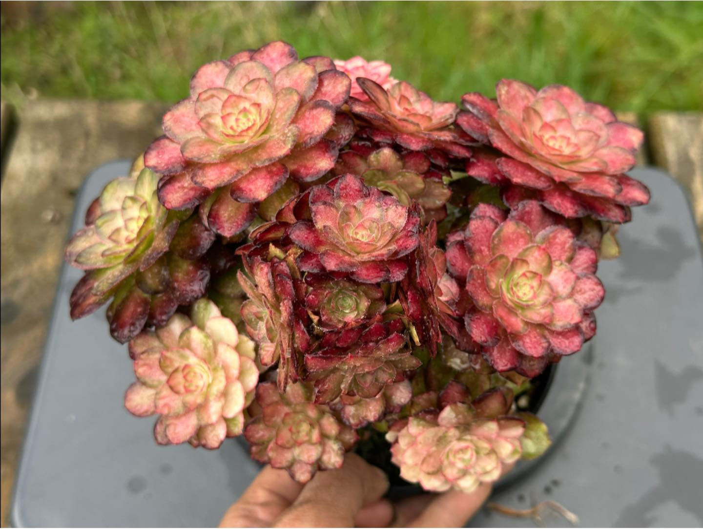 AEONIUM-UNIQUE 10-CLEAR STREAMS HALLOWEEN VARIEGATED (LIGHT AND SHADOW)