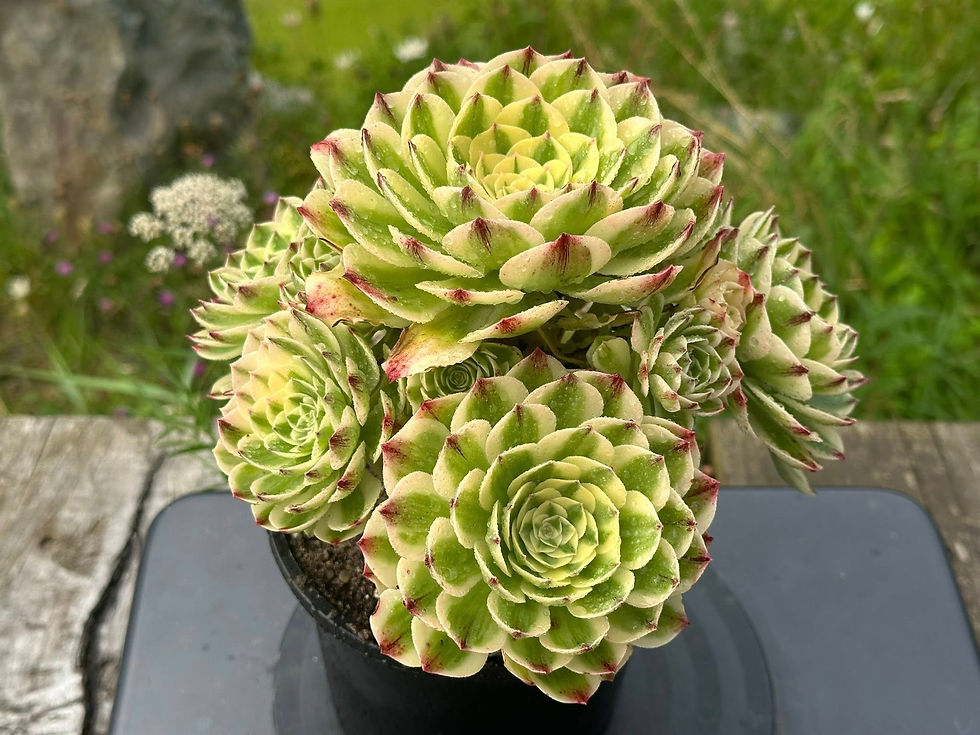Thumbnail: AEONIUM-UNIQUE 3-ELIZABETH VARIEGATED