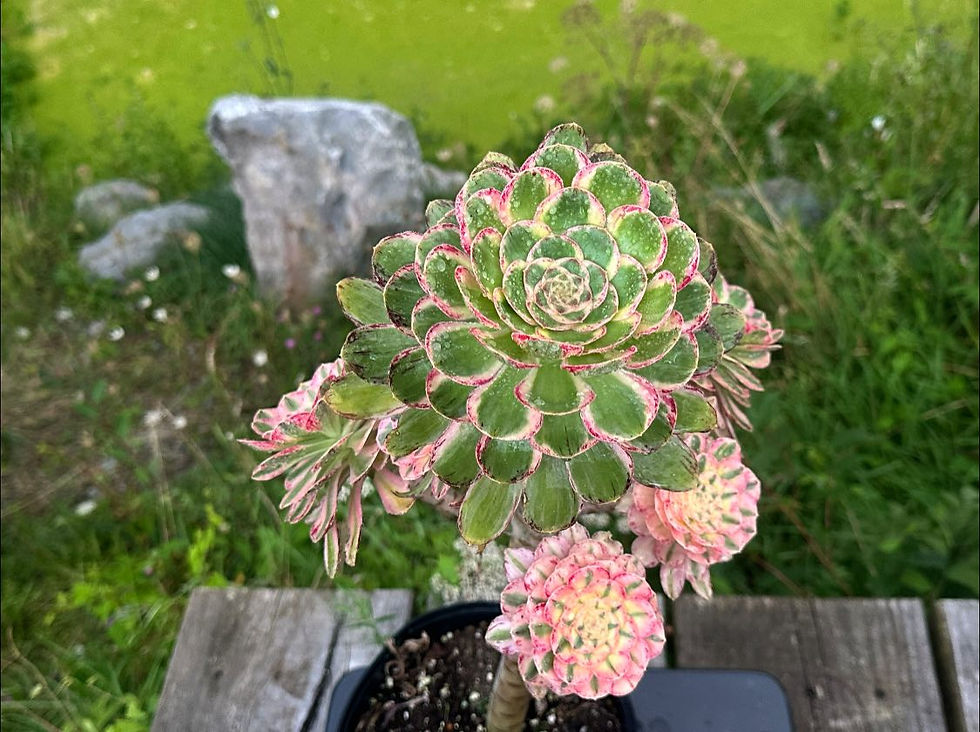 Thumbnail: AEONIUM-UNIQUE 15-RUBROLINEATUM VARIEGATED