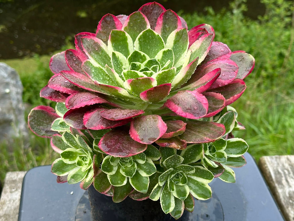 Thumbnail: AEONIUM-UNIQUE 3-LACE CHARM ROSE VARIEGATED