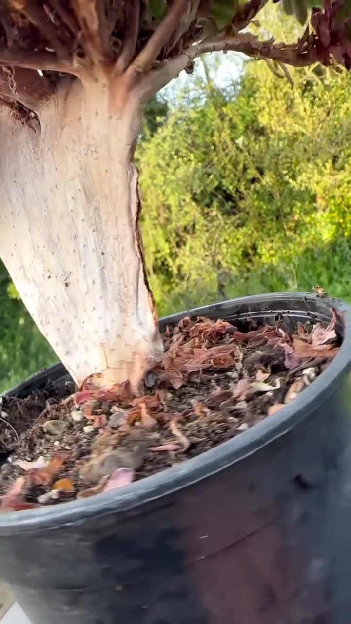 Thumbnail: AEONIUM-UNIQUE 16-FIESTA VARIEGATED CRESTED