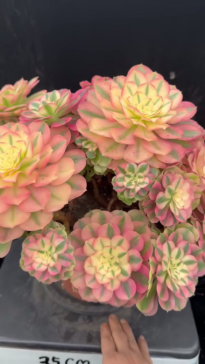 Thumbnail: AEONIUM-UNIQUE 73-PRINCESS VARIEGATED