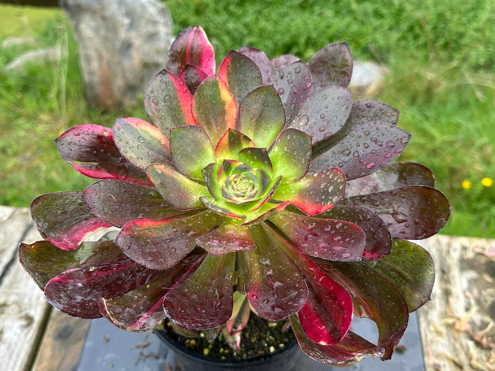 AEONIUM-UNIQUE 6-VOODOO RAINBOW VARIEGATED