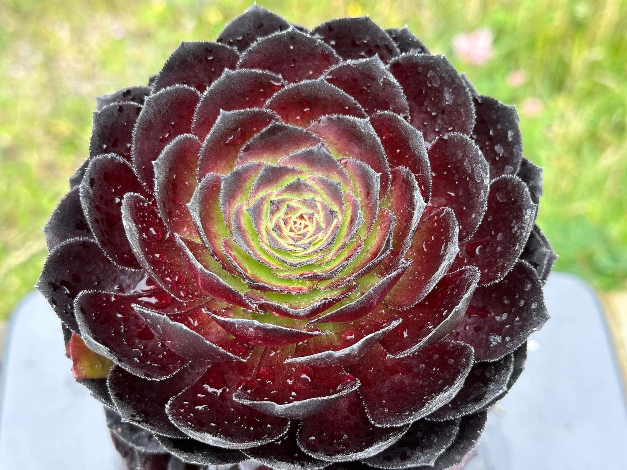 AEONIUM-UNIQUE 6-BLACK HALLOWEEN VARIEGATED