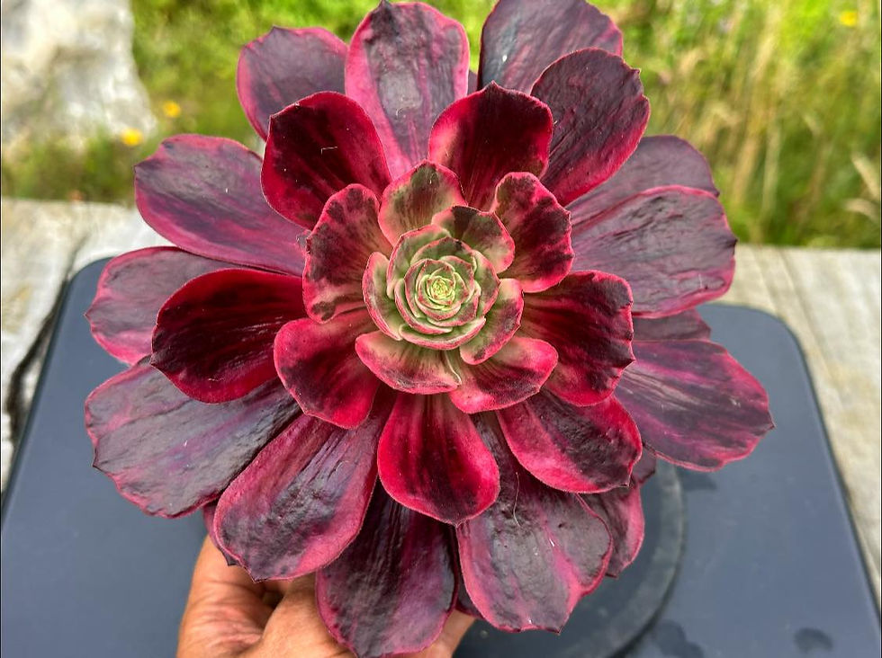 Thumbnail: AEONIUM-UNIQUE 12-AURORA VARIEGATED