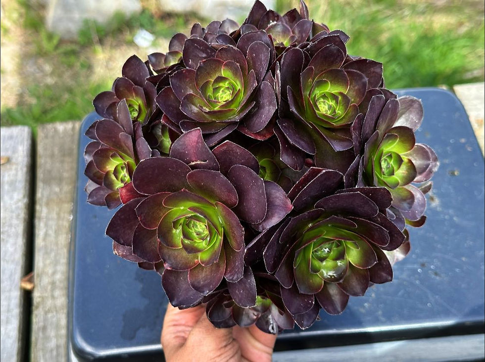 Thumbnail: AEONIMU-UNIQUE 3-GOLD ROSE VARIEGATED