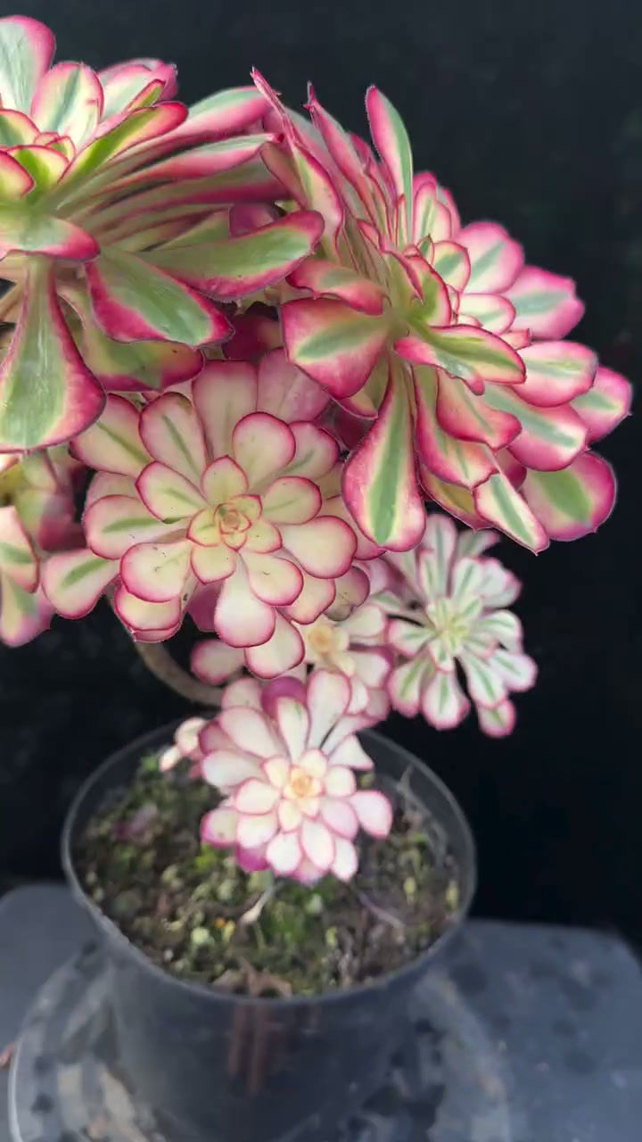 Thumbnail: 3 ON SALE-AEONIUM-UNIQUE 47-CHANEL VARIEGATED