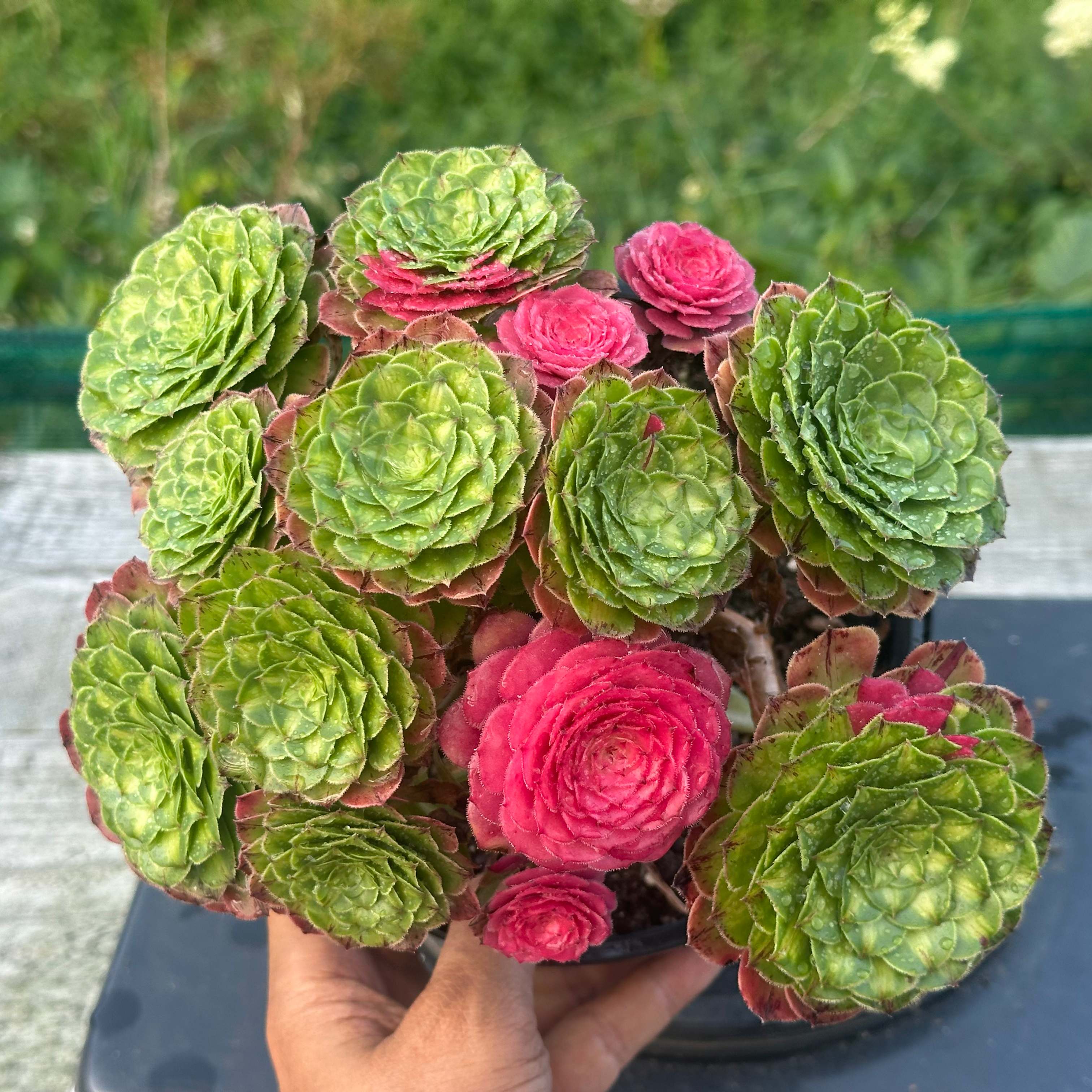 AEONIUM-UNIQUE 41-ZHIFOU VARIEGATED