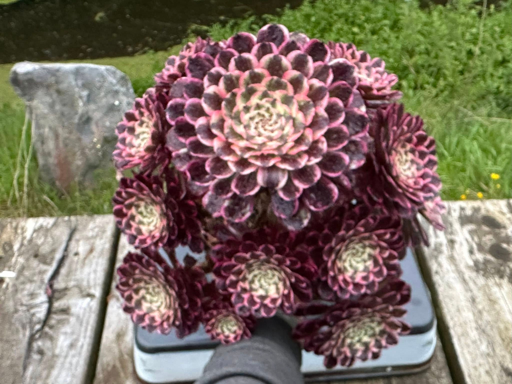 AEONIUM-UNIQUE 5-ENAMEL COLOUR VARIEGATED