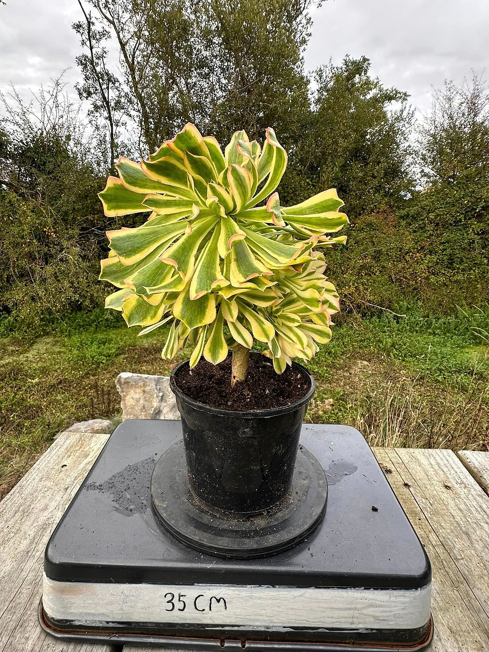 Thumbnail: AEONIUM-UNIQUE 9-STARRY SKY VARIEGATED