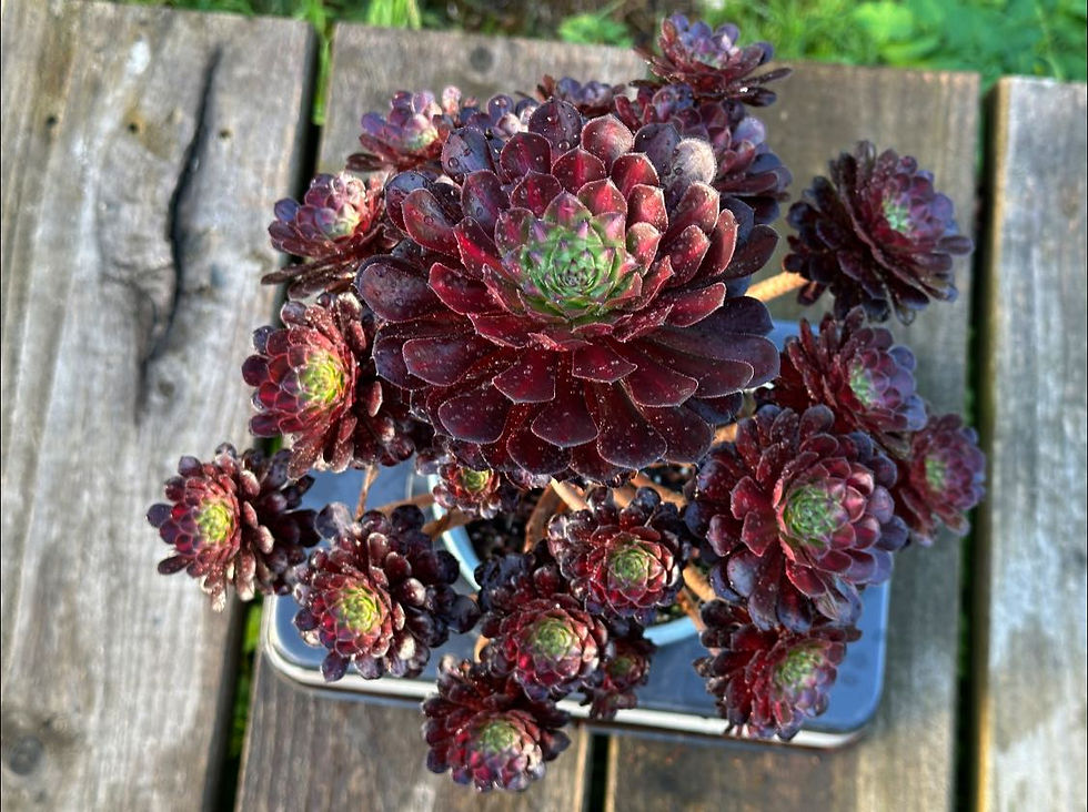 Thumbnail: AEONIUM-UNIQUE 2-ZWARTKIN MIDDLE VARIEGATED