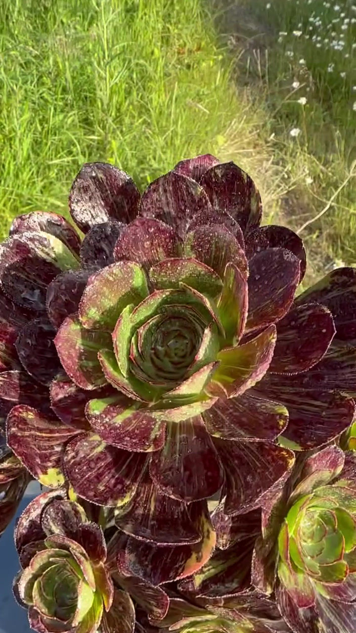 Thumbnail: AEONIUM-UNIQUE 3-CHANEL BIG BANG VARIEGATED
