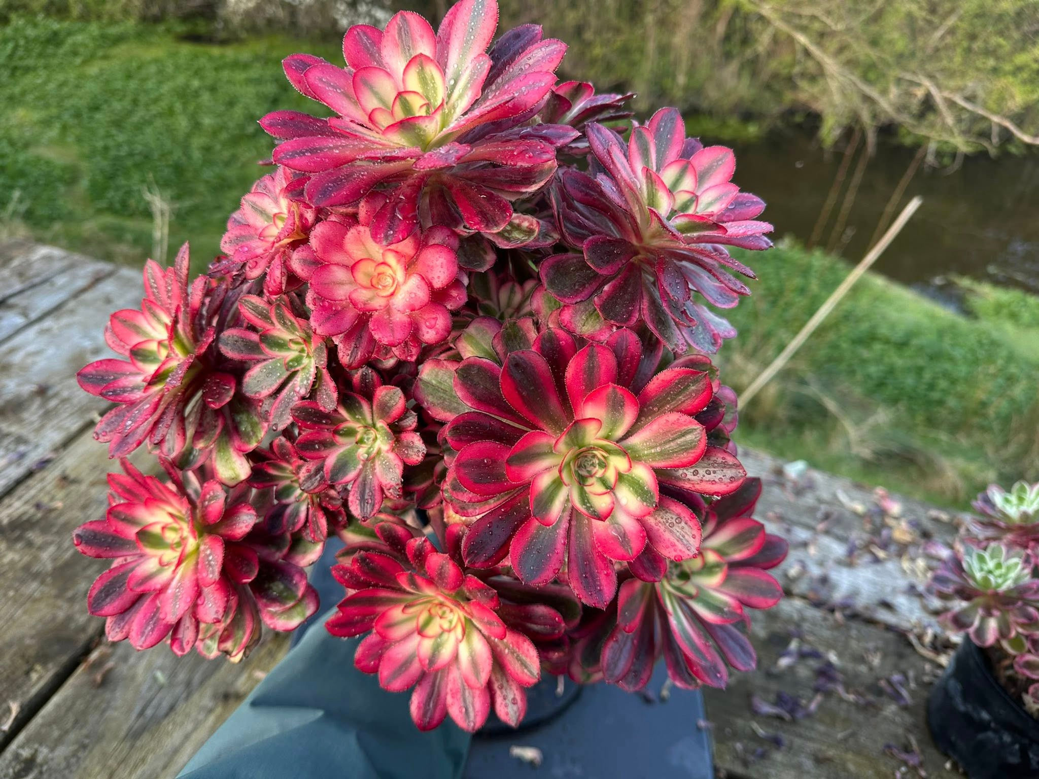 AEONIUM-UNIQUE 56-CHANEL VARIEGATED