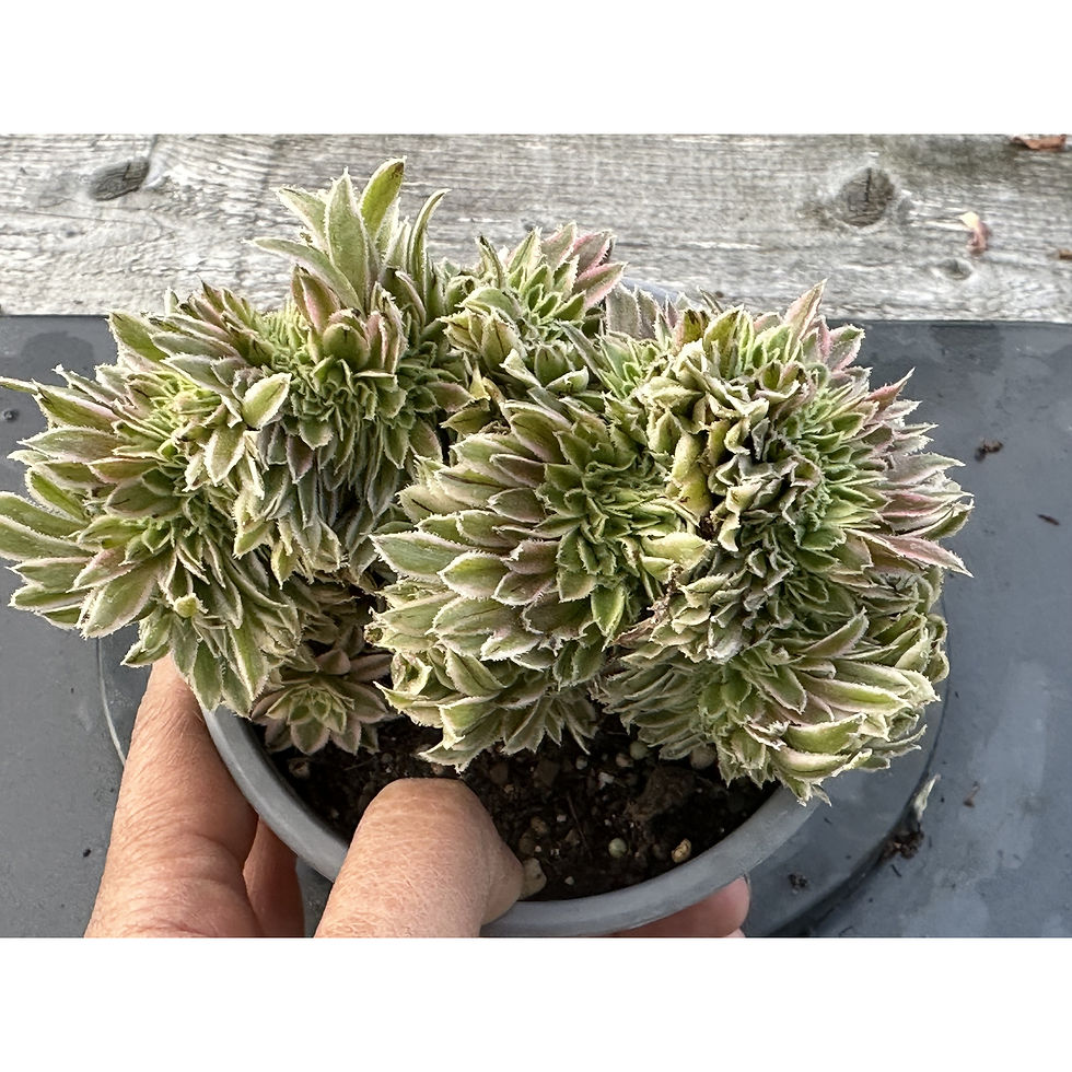 Thumbnail: 17 ON SALE-AEONIUM-UNIQUE 32-STARRY SKY VARIEGATED  CRESTED