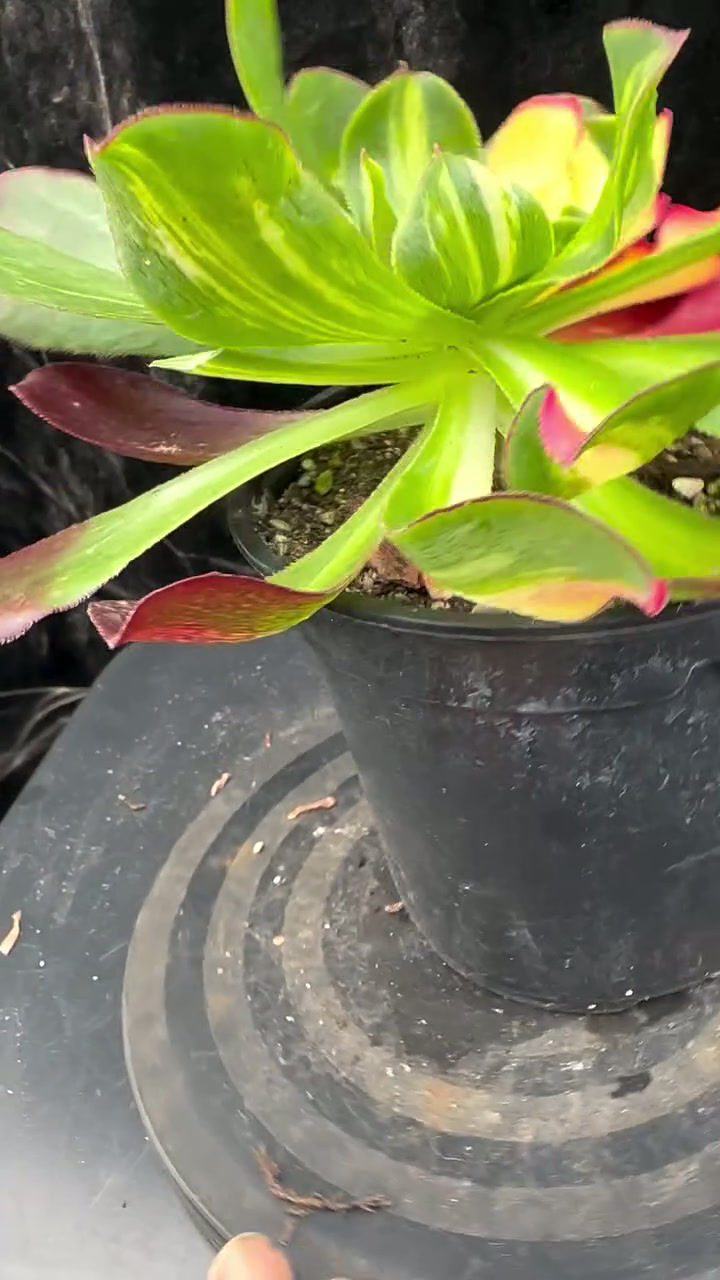 Thumbnail: 4 ON SALE-AEONIUM-UNIQUE 3-PHANTOM MIDDLE RAINBOW VARIEGATED