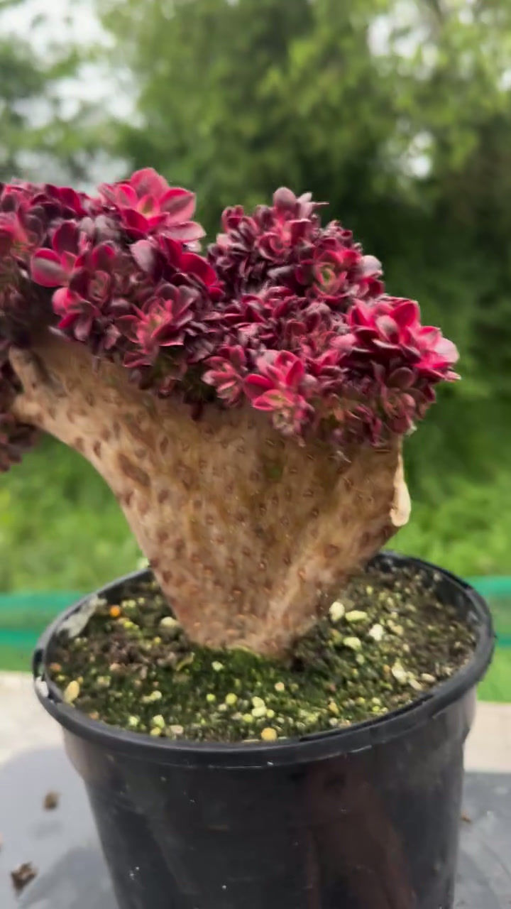 Thumbnail: 16 ON SALE-AEONIUM-UNIQUE 45-MEDUSA VARIEGATED CRESTED