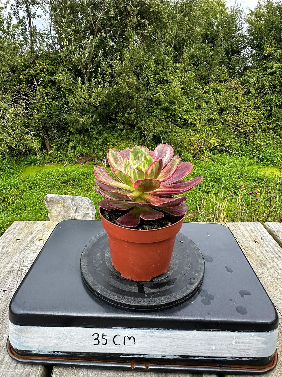 Thumbnail: AEONIUM-UNIQUE 11-AURORA VARIEGATED
