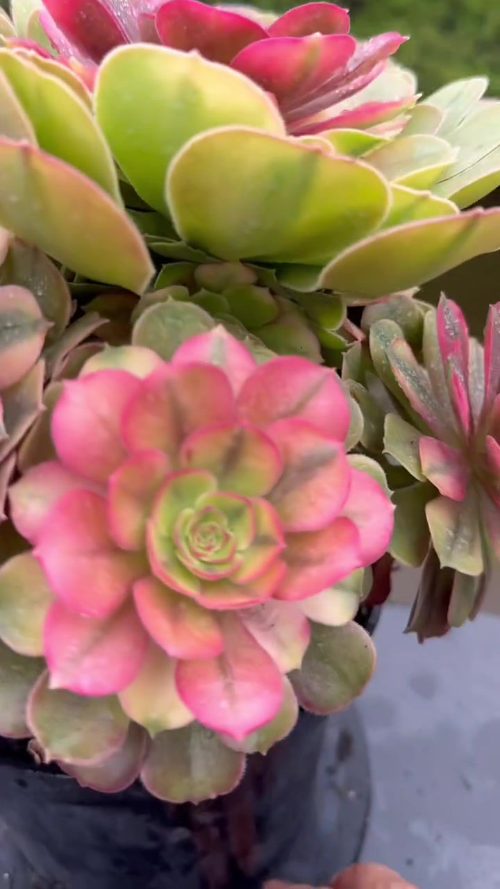 Thumbnail: AEONIMU-UNIQUE 51-LOKI VARIEGATED