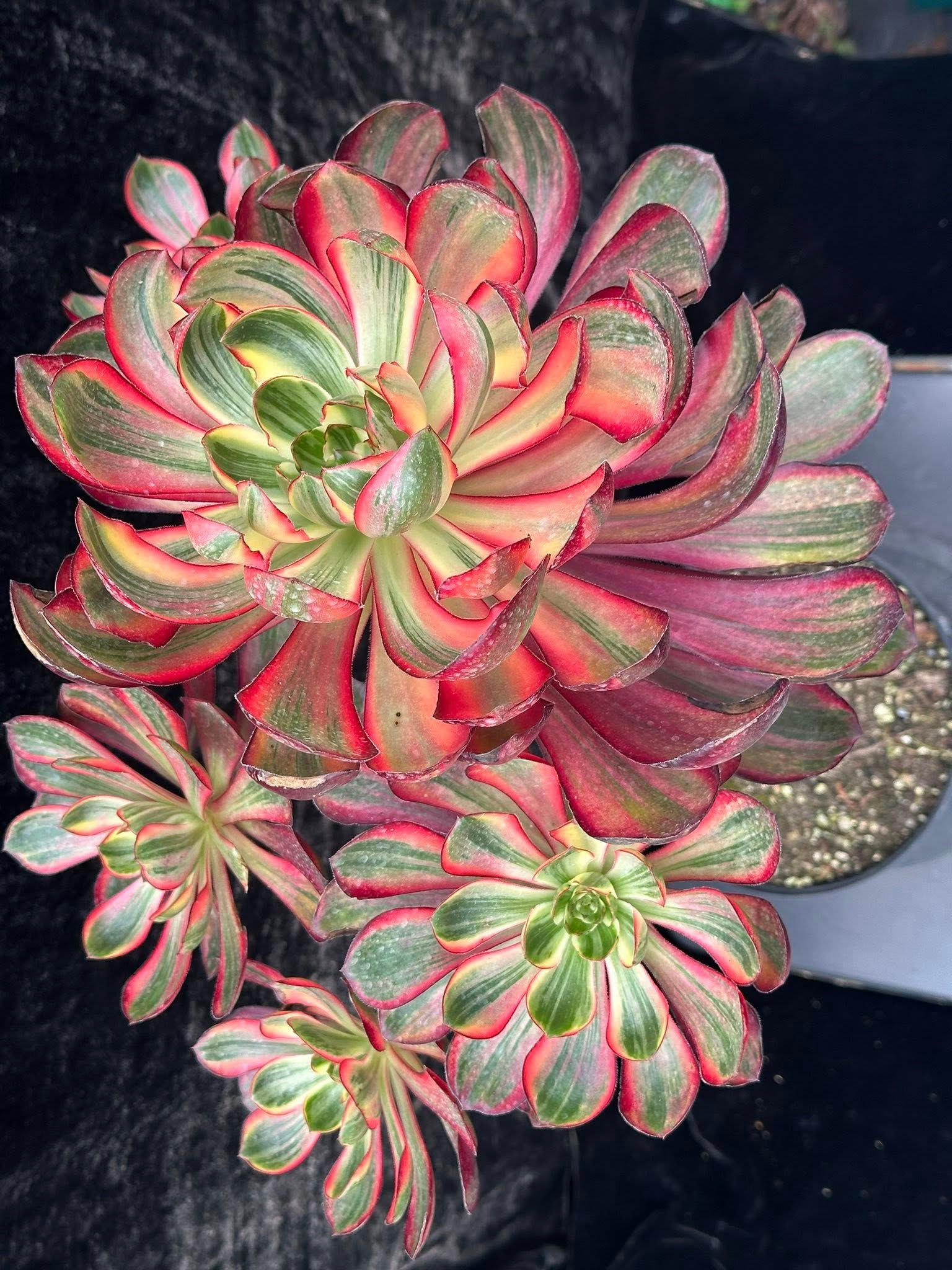 2 ON SALE-AEONIUM-UNIQUE 11-VOODOO SILK VARIEGATED