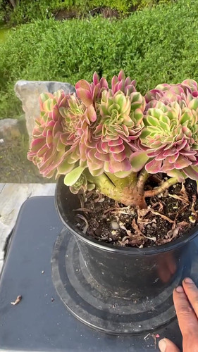 AEONIUM-UNIQUE 45-PRINCESS VARIEGATED CRESTED | Succulent Heaven