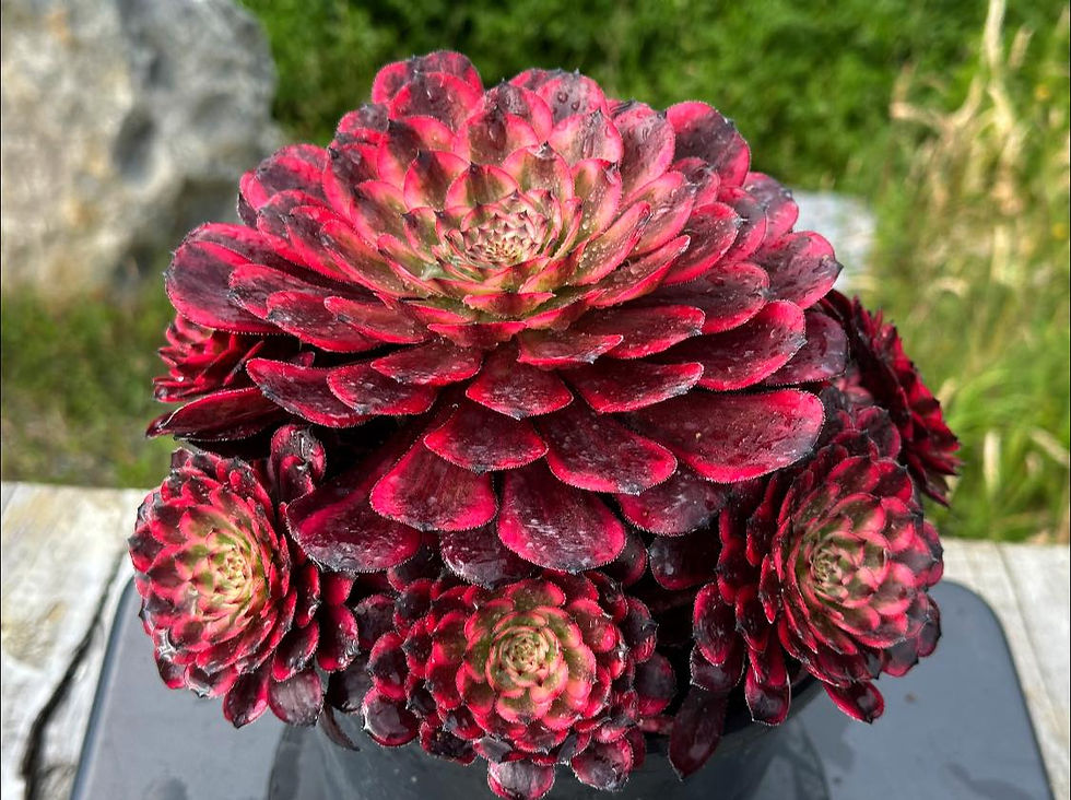 Thumbnail: AEONIUM-UNIQUE 4-NEVERHONG VARIEGATED