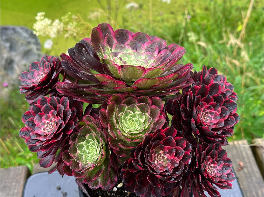 AEONIUM-UNIQUE 6-OIL PAINTING VARIEGATED MUTATIONS