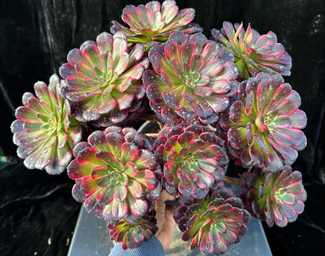 3 ON SALE-AEONIUM-UNIQUE 13-RED KINGKONG VARIEGATED
