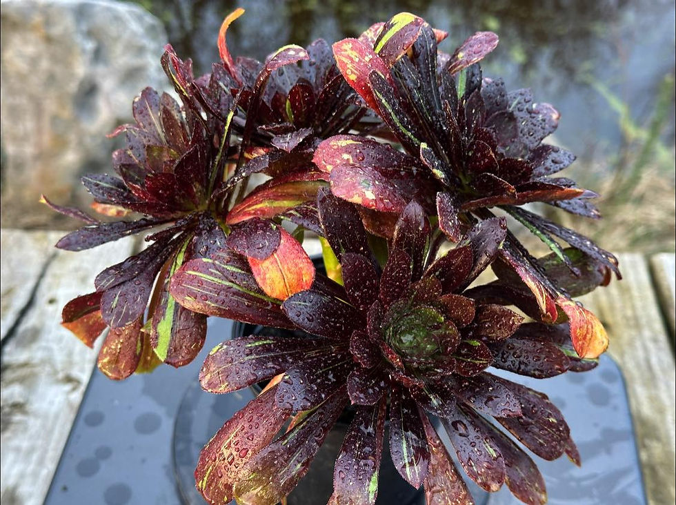 Thumbnail: UNIQUE 6-ZWARTKOP BIGBANG VARIEGATED