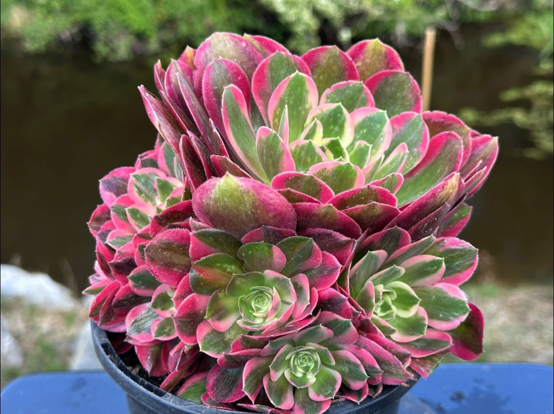 AEONIMU-UNIQUE 4-PINK LADY VARIEGATED