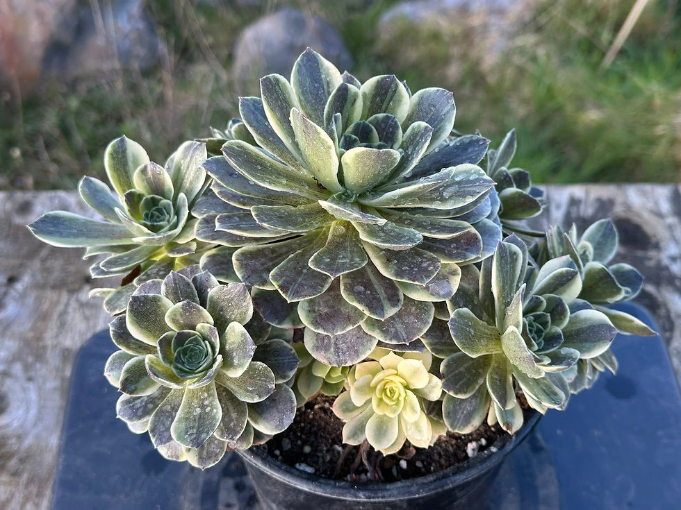 Thumbnail: AEONIUM-UNIQUE 12-CINDERALLA VARIEGATED