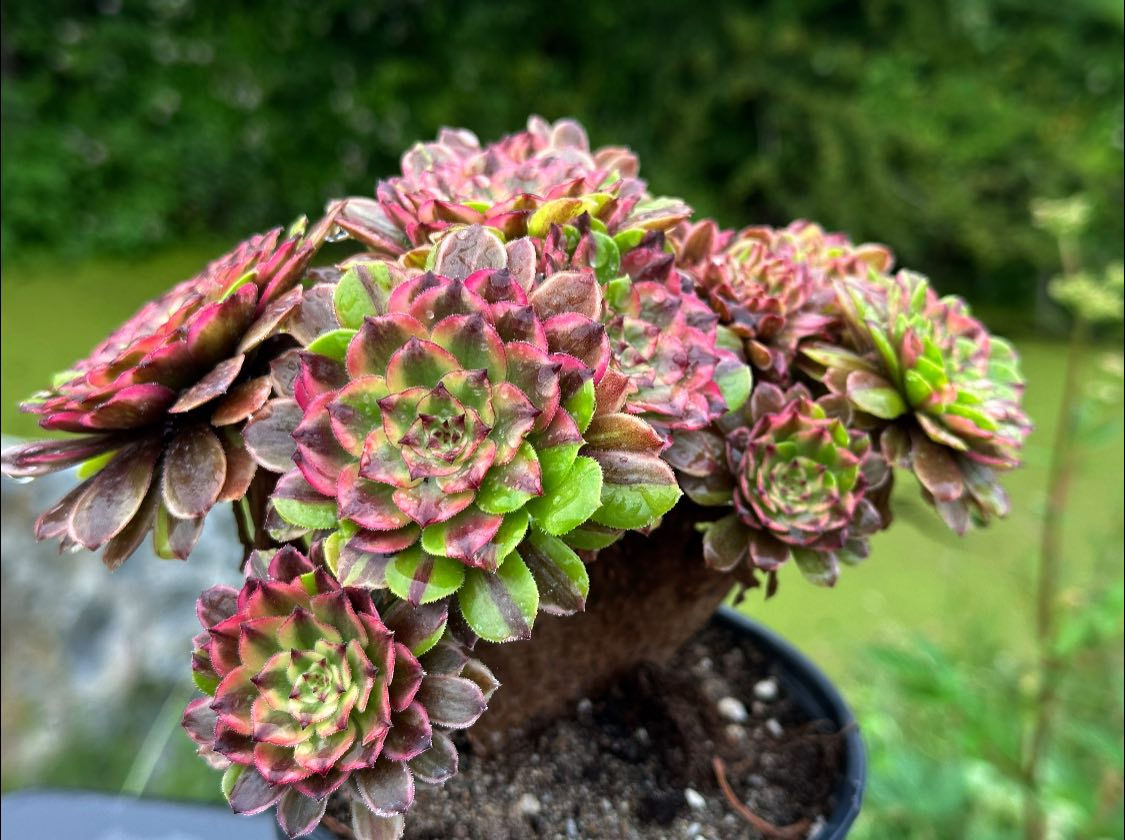 AEONIUM-UNIQUE 20-GLOW WARM VARIEGATED CRESTED