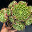 Thumbnail: 2 ON SALE-AEONIUM-UNIQUE 18-KALEIDOSCOPE  VARIEGATED